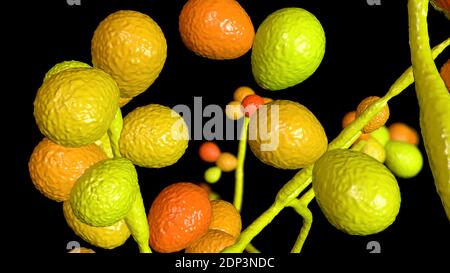 Computerdarstellung der Hefe- und Hyphen-Stadien von Candida-Pilzen. Ein hefeähnlicher Pilz, Candida albicans tritt häufig auf der menschlichen Haut, in den Upp Stockfoto