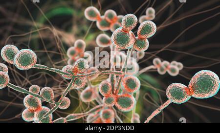 Computerdarstellung der Hefe- und Hyphen-Stadien von Candida-Pilzen. Ein hefeähnlicher Pilz, Candida albicans tritt häufig auf der menschlichen Haut, in den Upp Stockfoto