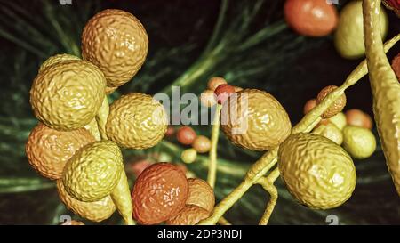 Computerdarstellung der Hefe- und Hyphen-Stadien von Candida-Pilzen. Ein hefeähnlicher Pilz, Candida albicans tritt häufig auf der menschlichen Haut, in den Upp Stockfoto