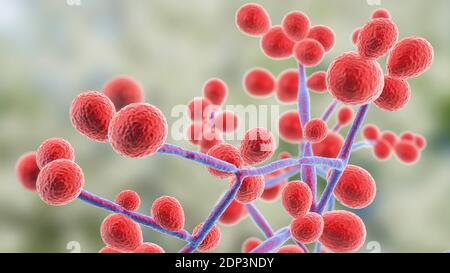 Computerdarstellung der Hefe- und Hyphen-Stadien von Candida-Pilzen. Ein hefeähnlicher Pilz, Candida albicans tritt häufig auf der menschlichen Haut, in den Upp Stockfoto