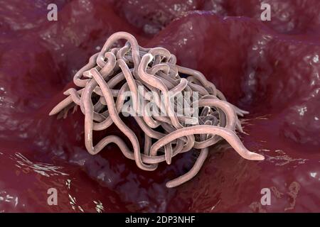 Runde Würmer, Computerdarstellung. Fadenwürmer, oder Nematoden, umfassen zahlreiche freilebende und pathogene Arten. Nematoden, die häufig parasitieren Stockfoto