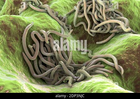 Runde Würmer, Computerdarstellung. Fadenwürmer, oder Nematoden, umfassen zahlreiche freilebende und pathogene Arten. Nematoden, die häufig parasitieren Stockfoto