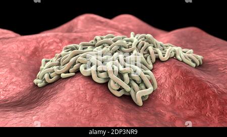 Runde Würmer, Computerdarstellung. Fadenwürmer, oder Nematoden, umfassen zahlreiche freilebende und pathogene Arten. Nematoden, die häufig parasitieren Stockfoto