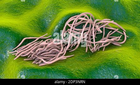 Runde Würmer, Computerdarstellung. Fadenwürmer, oder Nematoden, umfassen zahlreiche freilebende und pathogene Arten. Nematoden, die häufig parasitieren Stockfoto