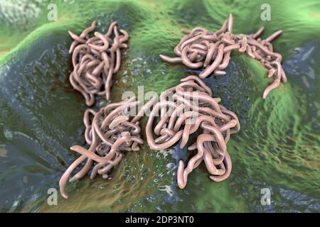 Runde Würmer, Computerdarstellung. Fadenwürmer, oder Nematoden, umfassen zahlreiche freilebende und pathogene Arten. Nematoden, die häufig parasitieren Stockfoto