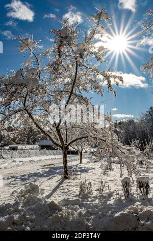 Helle Sonne scheint auf einem schneebedeckten Krabbenapfel Baum Stockfoto