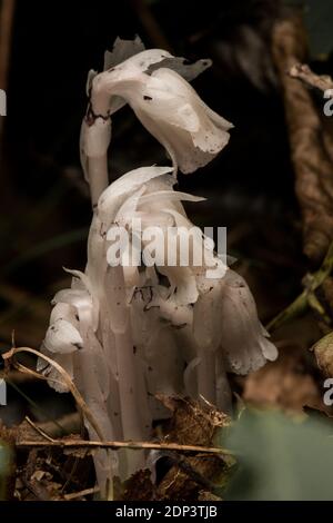 Die indische Rohrpflanze (Monotropa uniflora) ist eine parasitäre Pflanze, die ihre Nährstoffe aus symbiotischen Pilzen an den Wurzeln anderer Pflanzen erhält. Stockfoto