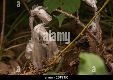 Die indische Rohrpflanze (Monotropa uniflora) ist eine parasitäre Pflanze, die ihre Nährstoffe aus symbiotischen Pilzen an den Wurzeln anderer Pflanzen erhält. Stockfoto