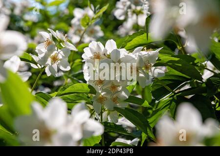 Weiß imitierte orange Blumen mit Sonnenlicht hinterleuchtet, Garten Syringa (Philadelphus coronarius) in Mitte Sommer Blüte Stockfoto