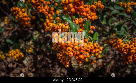 Rowan Zweige mit reifen Früchten. Rote Eberesche Beeren auf Ebereschen Ästen, medizinische Eberesche. Stockfoto