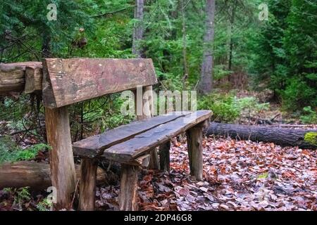 Eine Holzbanch im Wald, Quebec, Kanada Stockfoto