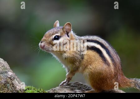 A tamia (Chipmunk), Quebec, Kanada Stockfoto