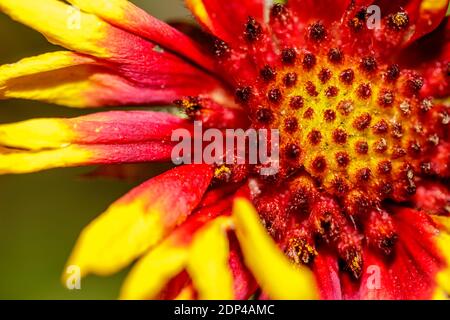 Gaillardia arizonica, Arizonia Decke Blume, ist eine Art der blühenden Pflanze in der Familie der Sonnenblumen. Es ist im Nordwesten Mexikos und dem so heimisch Stockfoto