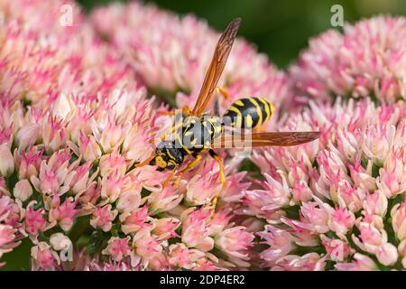 Nahaufnahme der Europäischen Papierwaspe, die sich von Nektar aus der Sedum-Pflanze ernährt. Konzept der Insekten-und Wildtierschutz, Lebensraumschutz, und Hinterhof Flo Stockfoto