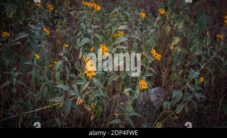 Blumen mit schönen gelben Blütenblättern, Blumenpflanzen im Garten in der Herbstsaison. Stockfoto