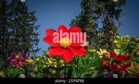 Die Blume ist rot mit einem gelben Kern, eine schöne Blume Im Garten vor dem Hintergrund des Himmels und Bäume, eine Nahaufnahme einer blühenden Blume mit Stockfoto