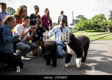 Besucher und Medienvertreter fotografieren die Familienhunde Bo (links) und Sunny (rechts) des Weißen Hauses auf dem South Lawn des Weißen Hauses, am 6. Juni 2015 in Washington, DC, USA. Präsident Obama reist am Samstagmorgen nach Wilmington, Delaware, um die Laudatio auf Beau Bidens Beerdigung zu halten. Foto von Drew Angerer/Pool/ABACAPRESS.COM Stockfoto