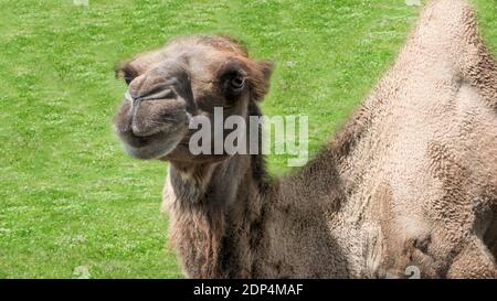 Ein schönes Kamel auf dem grünen Gras steht und schaut in die Objektivkamera, ein Tier im Zoo. Stockfoto