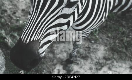 Porträt eines Zebras, in Schwarz und Weiß, Nahaufnahme, schönes und gepflegtes Tier. Stockfoto