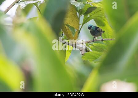Ein blauhaltiger Tanager (Tangara cyanicollis) inmitten des Laubs im Nebelwald in Mindo, Ecuador, zieht sich diese Art durch weite anden. Stockfoto