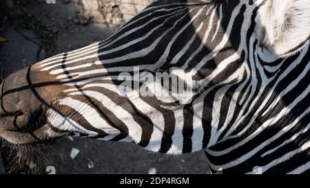 Zebra-Nahaufnahme Zebrakopf im Zoo in freier Wildbahn. Stockfoto