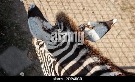 Zebra-Kopf Nahaufnahme von hinten Stockfoto