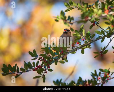 Zeder Waxwing (Bombycilla cedrorum) Vogel, der im texanischen Winter rote Beeren von einem Baumzweig ernährt. Speicherplatz kopieren. Stockfoto