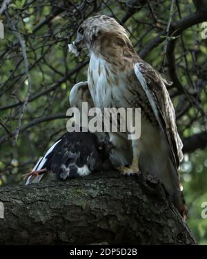 Rotschwanzfalke in freier Wildbahn. Stockfoto