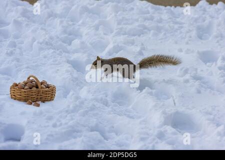 Cute American Eichhörnchen beim Essen Walnüsse im Winter Szene Hintergrund
