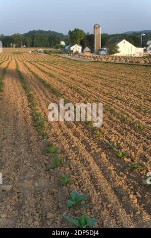 Viele Reihen junger Tabakpflanzen auf einem Feld am Morgen, mit einem Amish Gehöft und Silo im Hintergrund Stockfoto