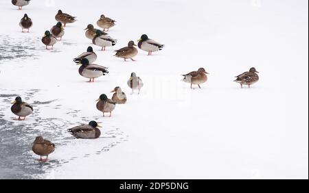 Wildtiere im Winter. Enten auf Eis in der Nähe des Flusses in kaltem mürrischen Wetter Copyspace Stockfoto