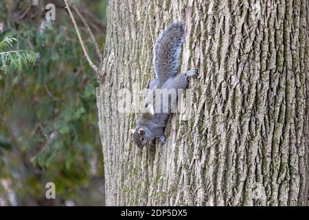 Ostgrauhörnchen, heimische Tier im östlichen Nordamerika. Stockfoto