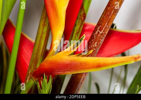 Nahaufnahme eines Paradiesvogels mit flacher Blume Schärfentiefe Stockfoto