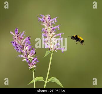 Sonoran Bumble Bee, Bombus sonorus, Apidae. Nektarierung bei Agastache sp. Stockfoto