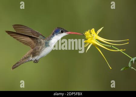 Violett-gekrönter Kolibri-Männchen, Amazilia violiceps, Fütterung bei Yellow Columbine, Aquilegia chrysantha, Ranunculaceae. Stockfoto