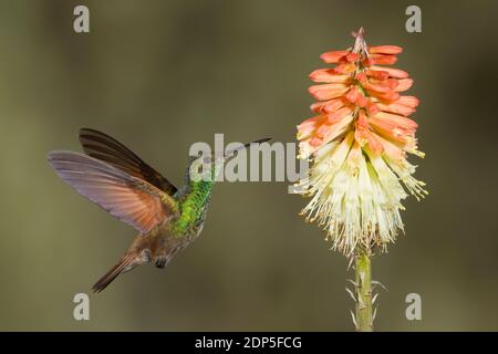 Beryllin Kolibri, Amazilia beryllina. Fütterung an Red Hot Poker Flower, Kniphofia sp., Asphodelaceae. Stockfoto