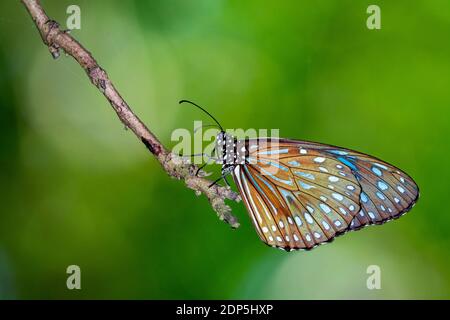 Bild eines Schmetterlings (der hellblaue Tiger) auf Naturhintergrund. Insektentier Stockfoto