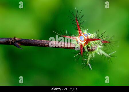 Bild einer Wassertasse Raupe auf Naturhintergrund. Insektentier Stockfoto