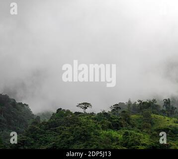 Einsamer Baum im Nebel und Nebel des Nebelwaldes, Mindo, Ecuador. Stockfoto