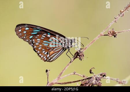 Bild eines Schmetterlings (der hellblaue Tiger) auf Naturhintergrund. Insektentier Stockfoto