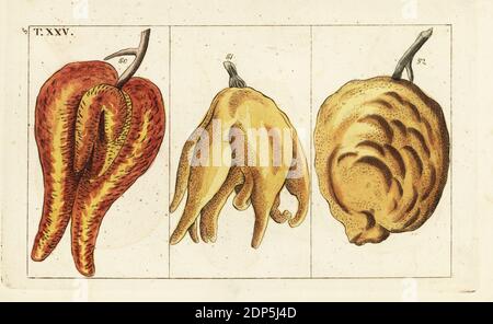 Sorten von Orangen, missgeformte und bauchige Formen, Citrus aurantium. Handkolorierter Kupferstich einer botanischen Illustration aus Gottlieb Tobias Wilhelms Unterhalten aus der Naturgeschichte, Wien, 1816. Stockfoto
