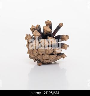 FIR offenen Kegel Nahaufnahme. Studio auf weißem Hintergrund aufgenommen Isolieren mit Reflexion. Stockfoto