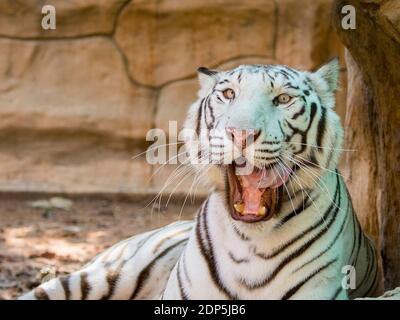 Bild eines weißen Tigers auf Naturhintergrund. Wilde Tiere. Stockfoto