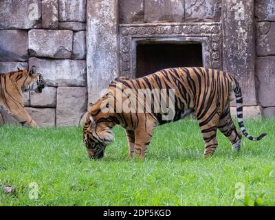 Beeindruckendes Exemplar ausgewachsener sumatratiger auf dem Gras Stockfoto