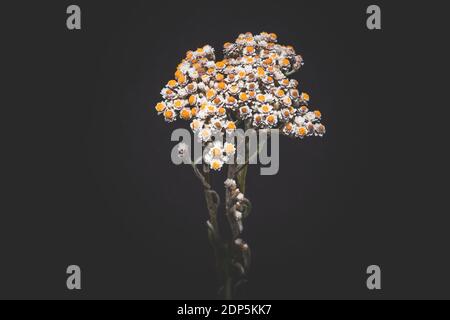 (Anaphalis margaritacea) westliche Perlblüten in Blüte im Sommer, Südafrika Stockfoto