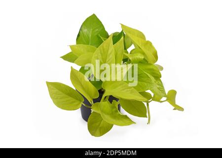 Exotische 'Eipremnum Aureum Lemon Lime', eine tropische Zimmerpflanze mit Neongrün Blätter im Blumentopf isoliert auf weißem Hintergrund Stockfoto