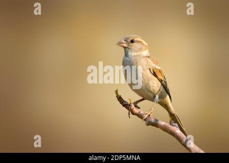 Bild von Sperling auf einem Baum Zweig auf Natur Hintergrund. Vogel. Tiere. Stockfoto