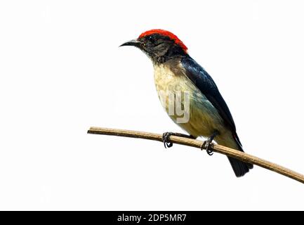 Bild eines scharlachroten Blumenpeckervogels (Dicaeum cruentatum) isoliert auf weißem Hintergrund. Vogel. Tier. Stockfoto