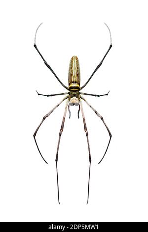 Bild der goldenen langkieferigen Orb-Weberspinne (Nephila pilipes) isoliert auf weißem Hintergrund. Insekt. Tier Stockfoto