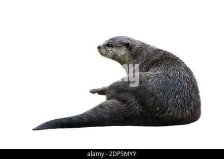 Bild eines Otters (Lutrinae) isoliert auf weißem Hintergrund. Wilde Tiere. Stockfoto